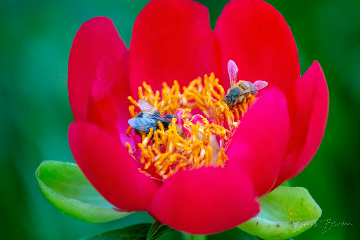 Peony Bees