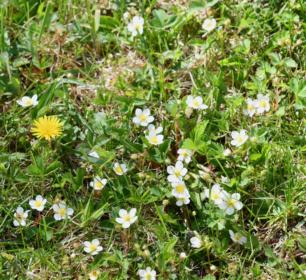 Wild strawberry flowers