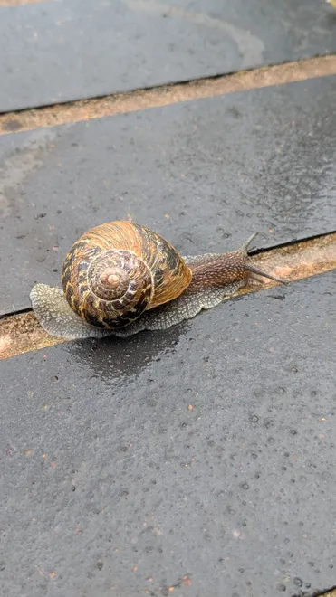 Snail after the rain