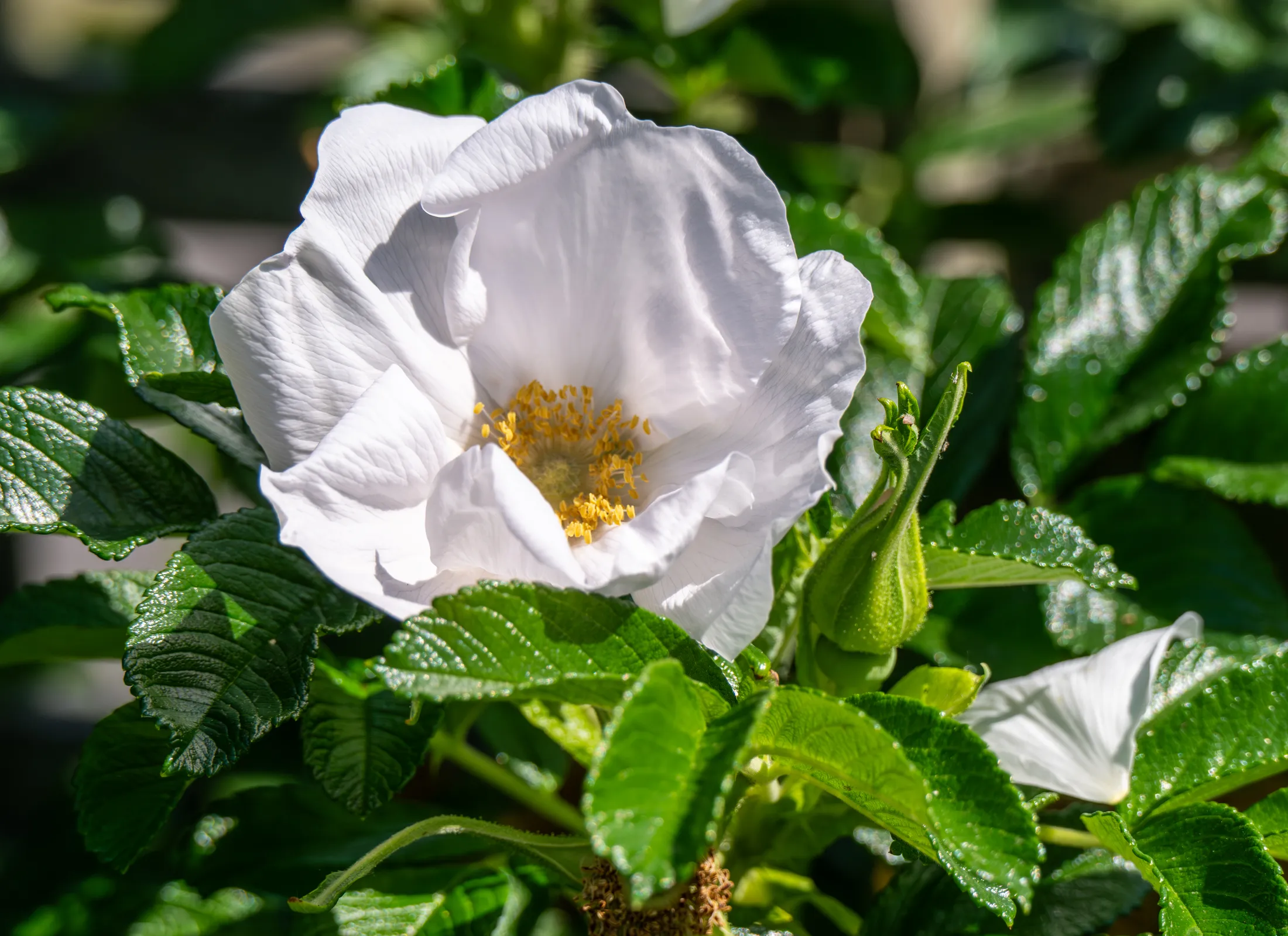 White Rosa rugosa