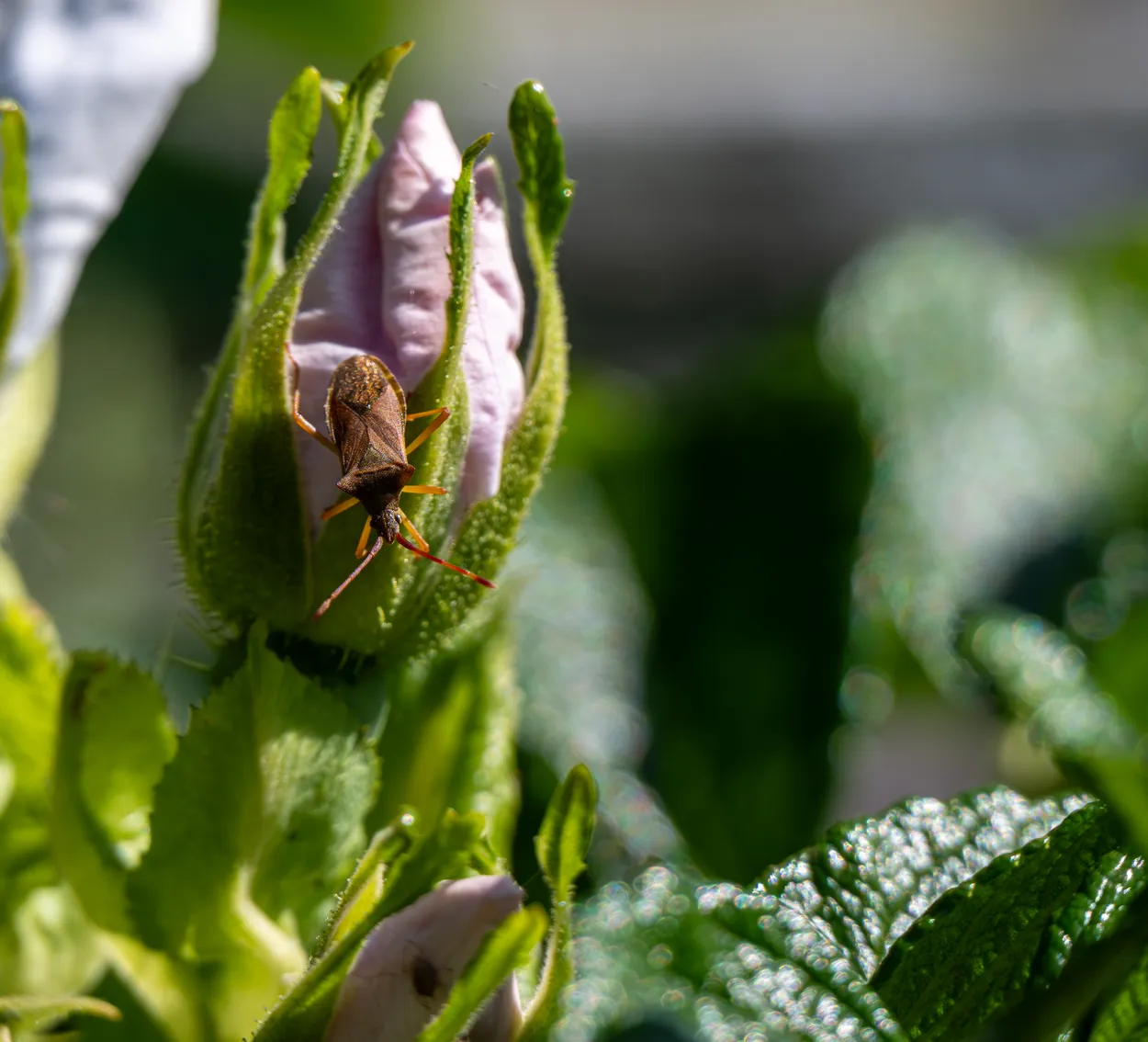 Leaf beetle on Rose Bud