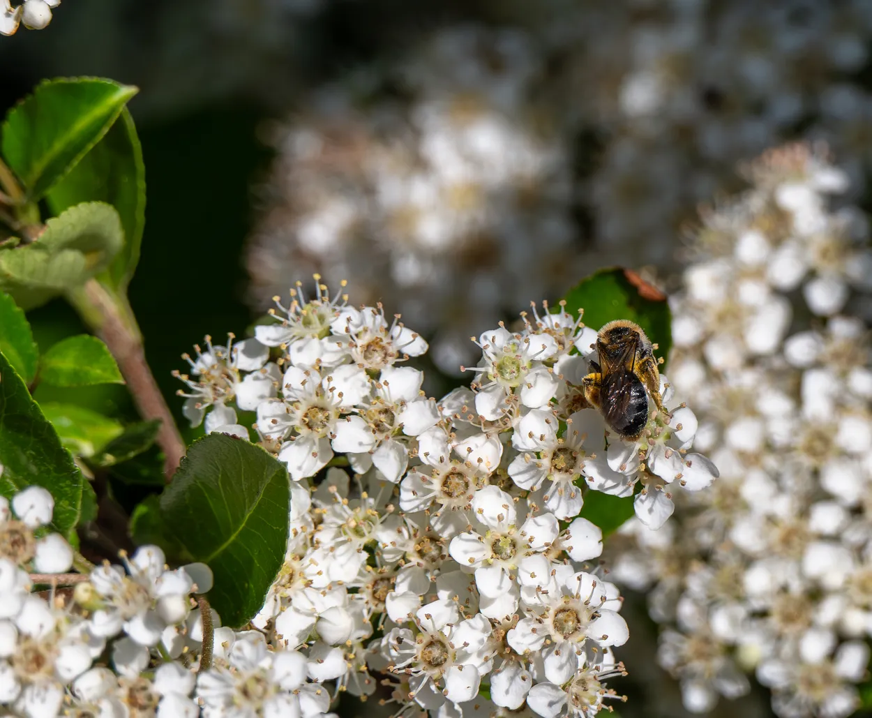 Honey bee on blossom