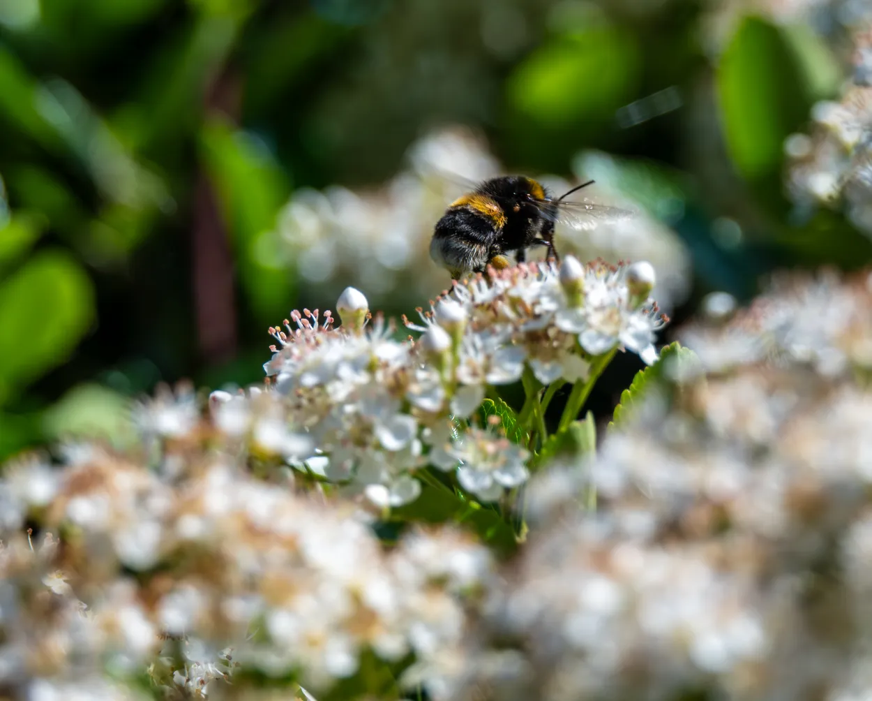Bumble Bee on blossom