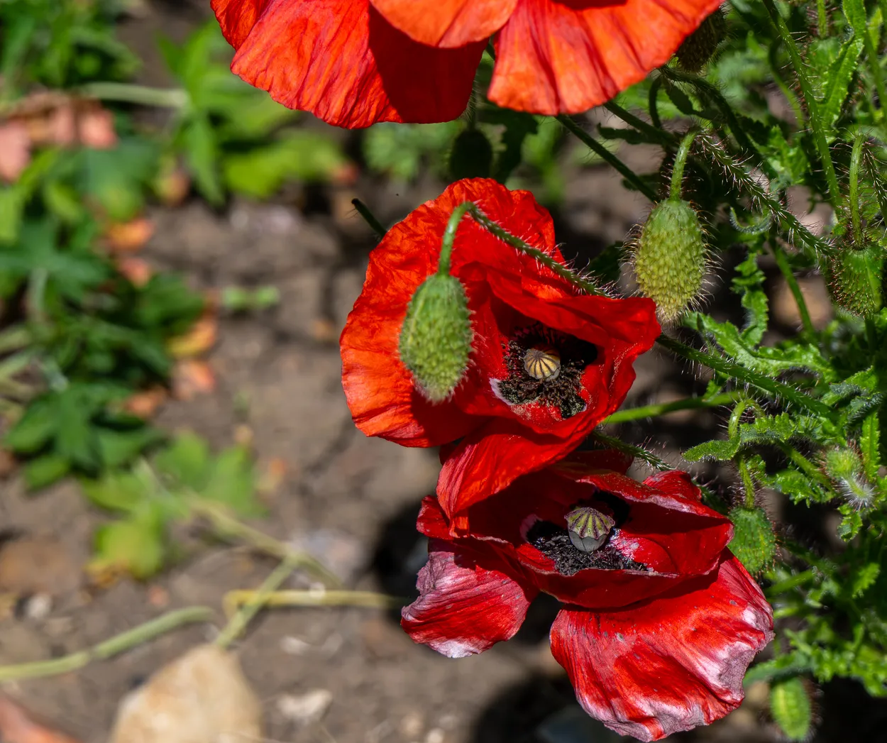Poppy Head and flower