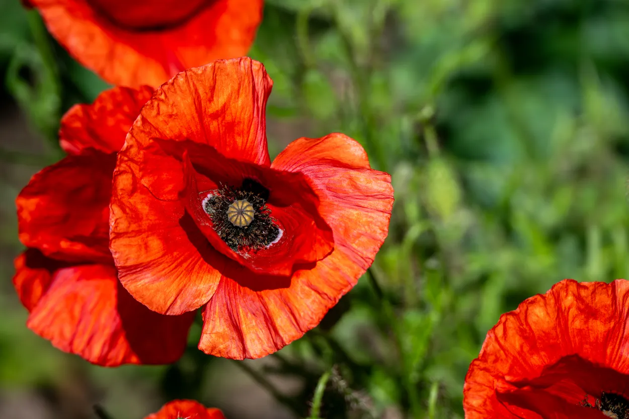 Red Poppy