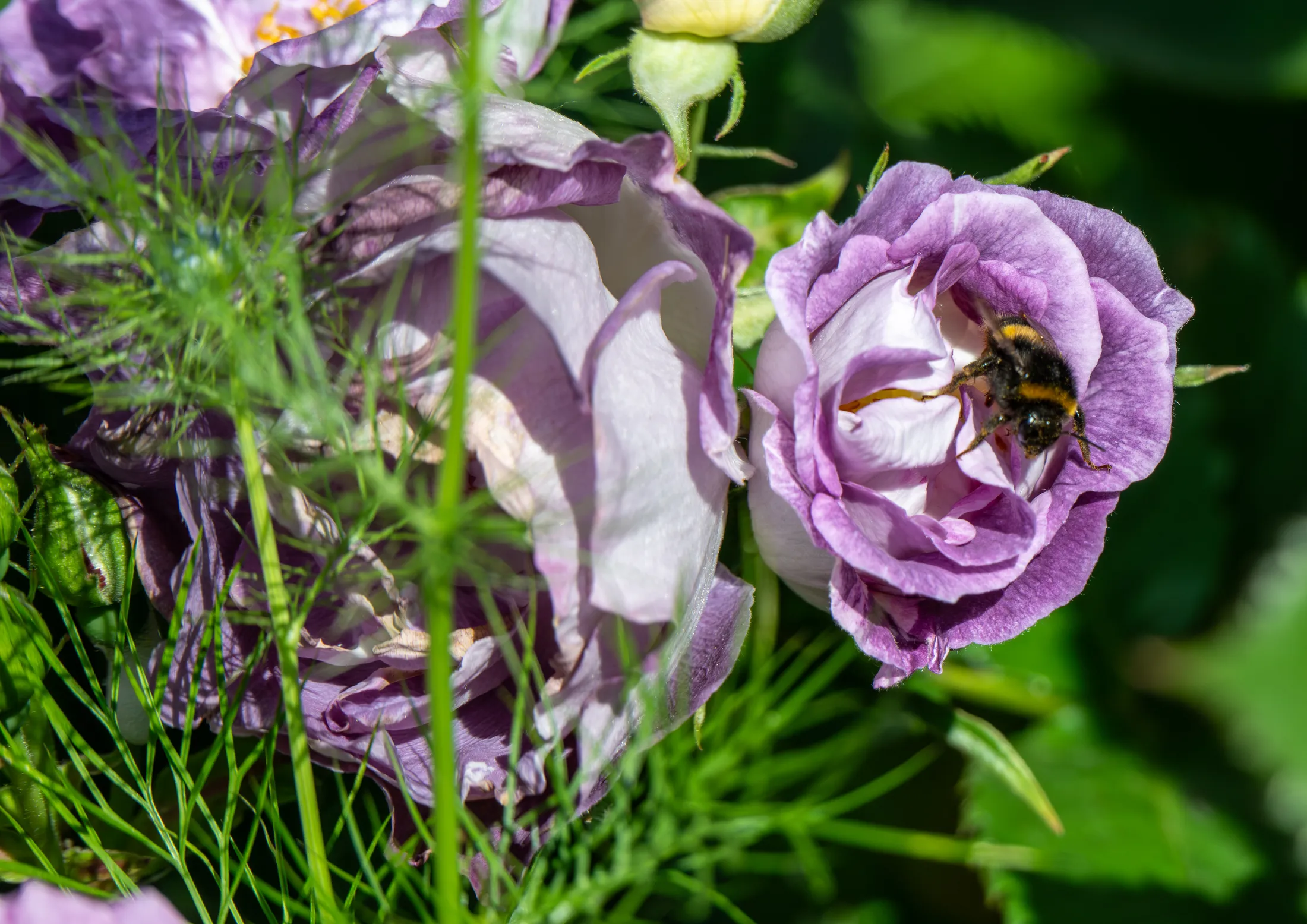 Bumble Bee on Floribunda Rose