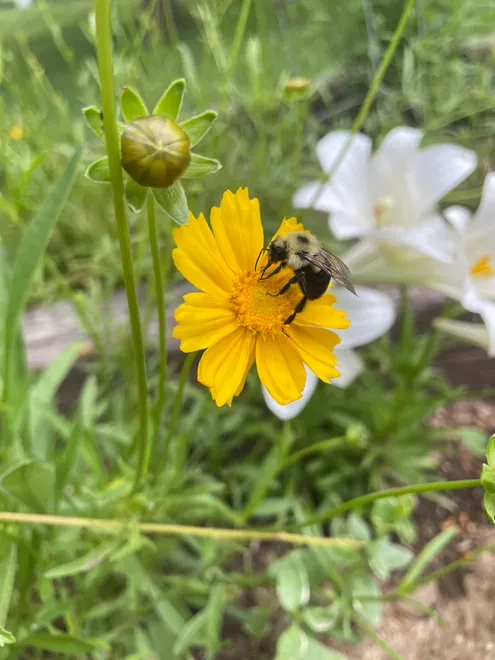 Yellow on yellow 💛🌼🐝🔆