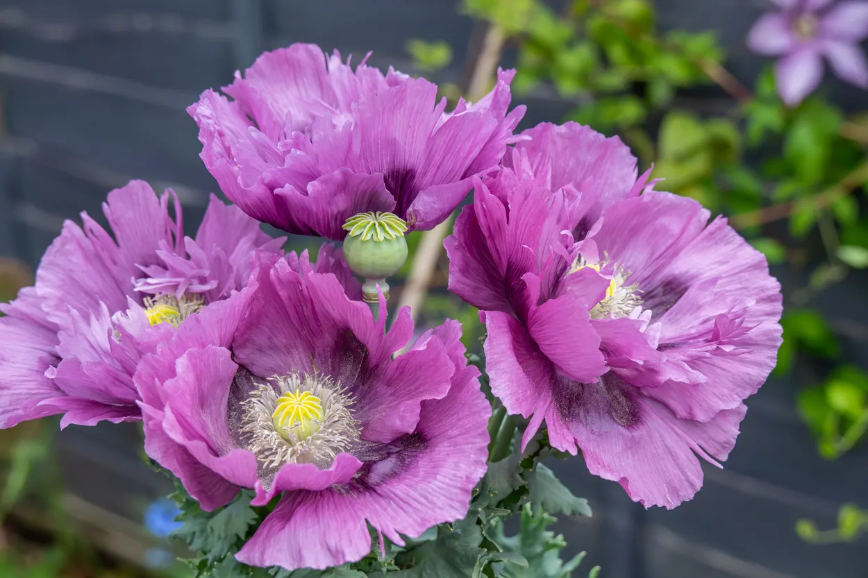 Giant Purple Poppy