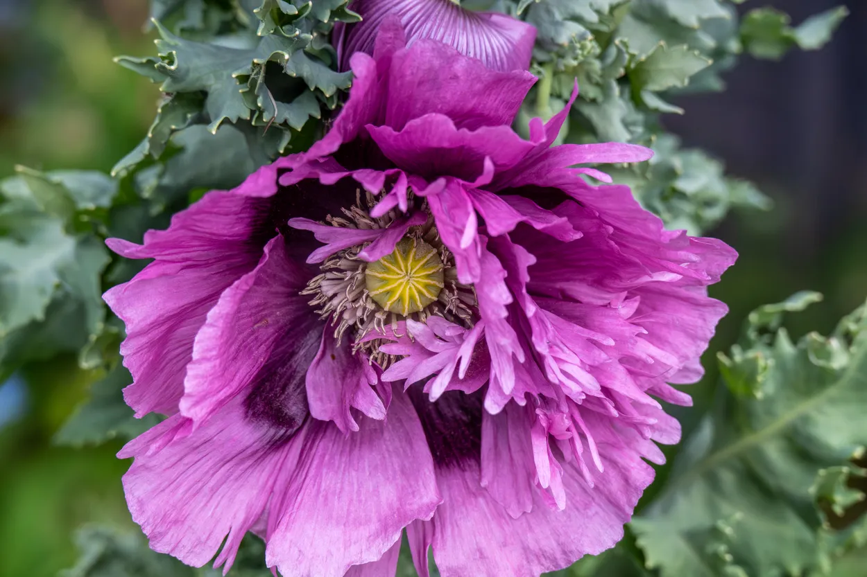 Inside Giant Purple Poppy
