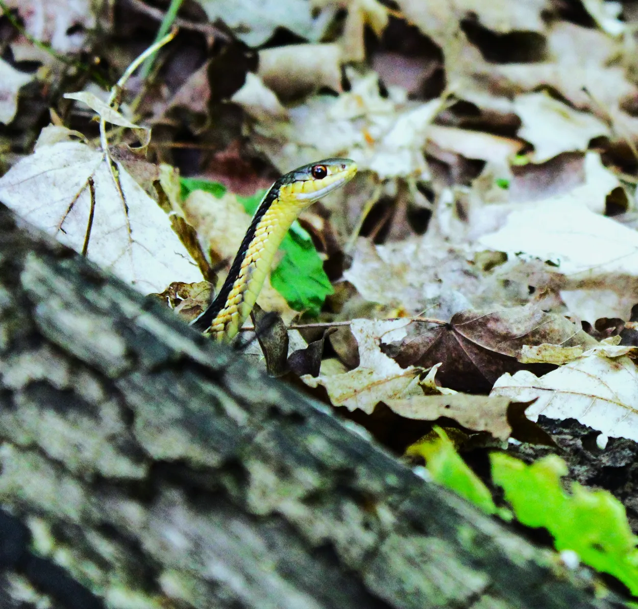 garter snake