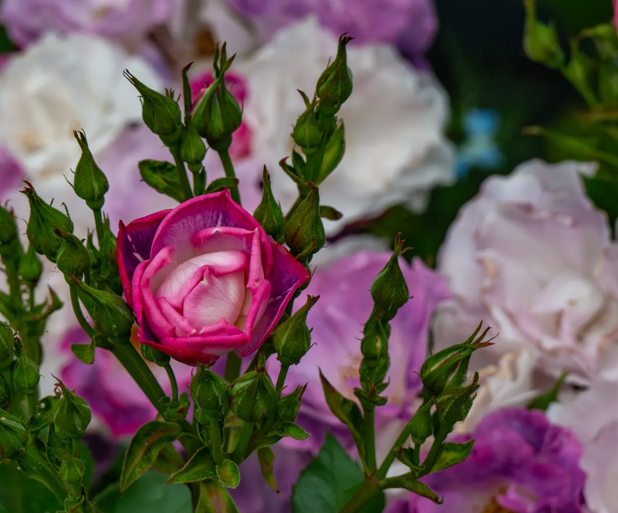 Floribunda Rose coming into flower