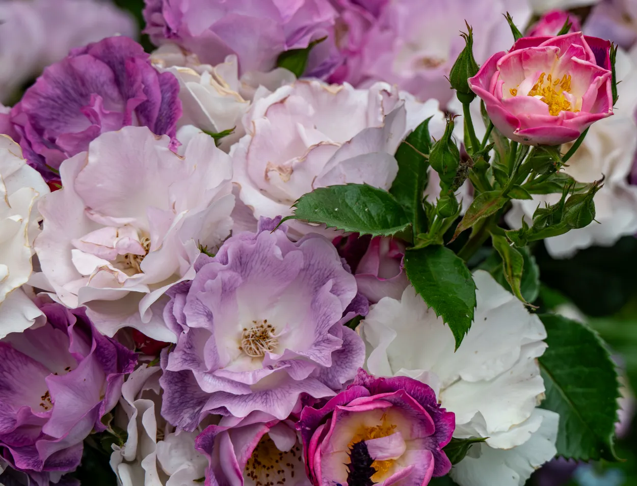 A mass of rose