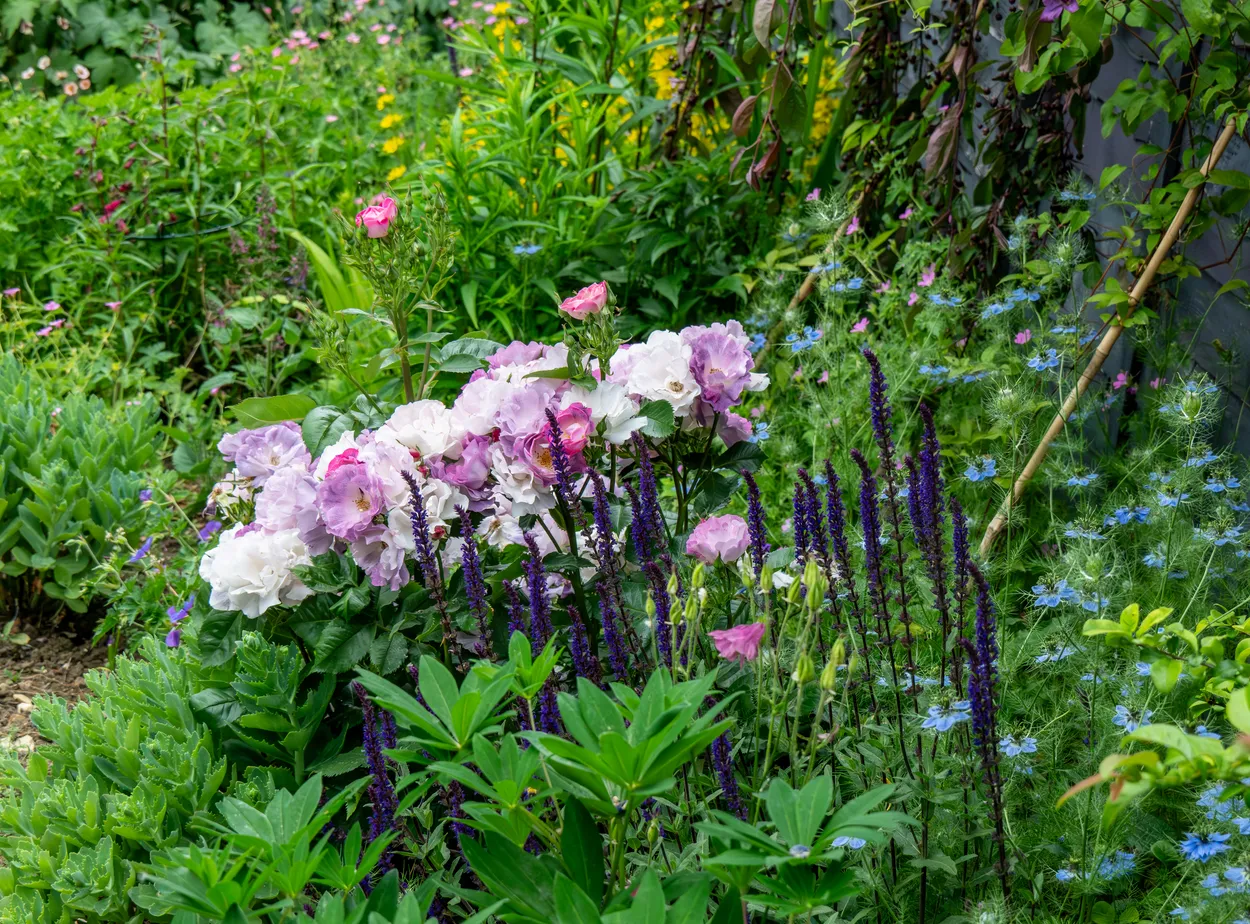Rose in the garden