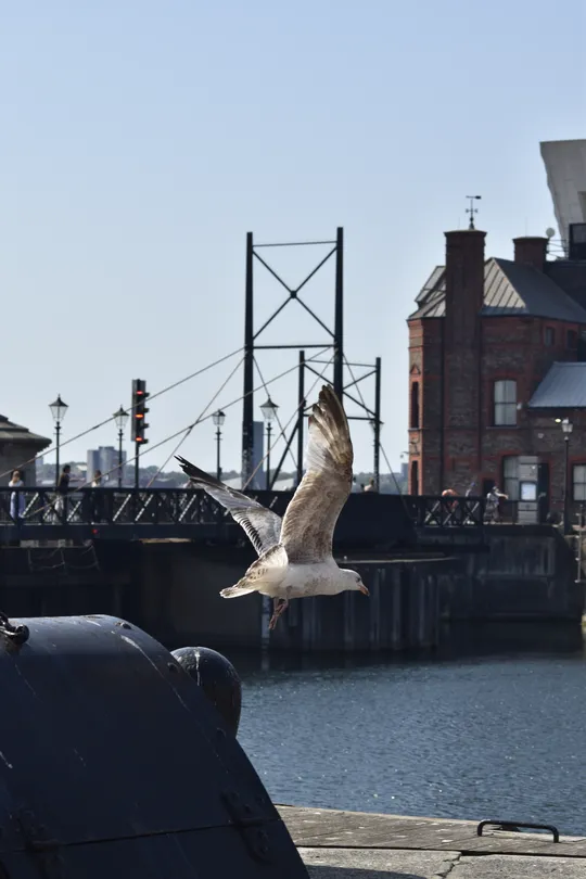 Seagulls at Albert Docks