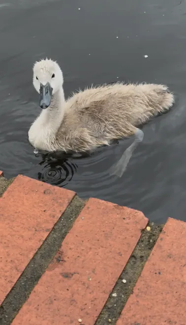 Curiosity at the Water’s Edge
