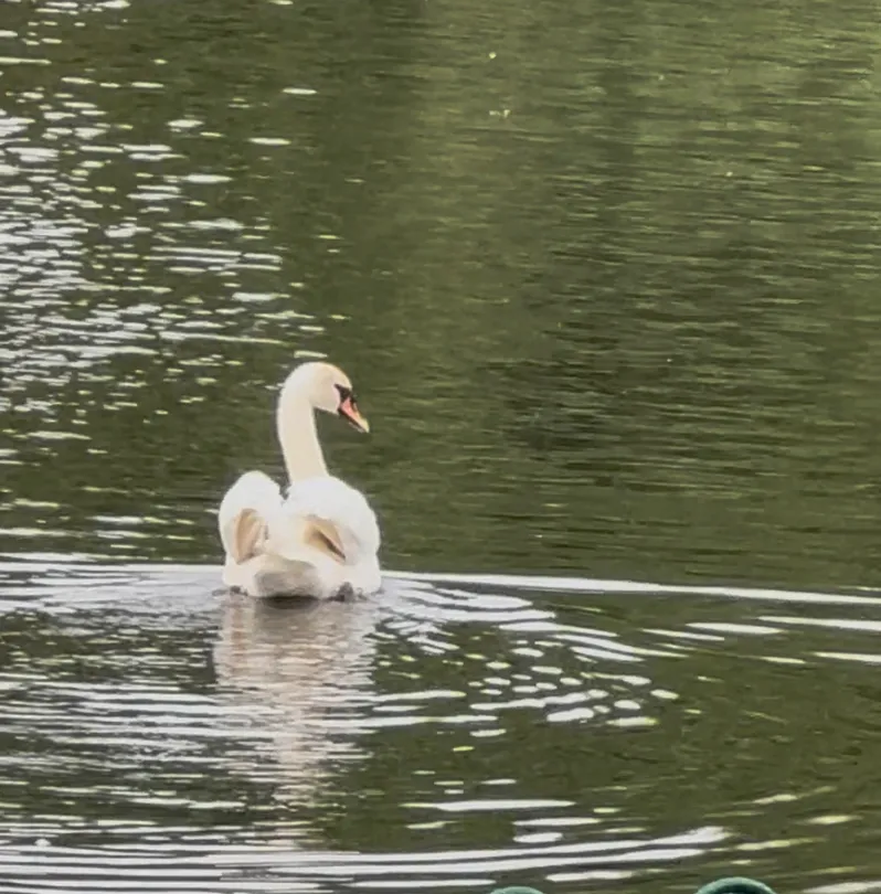 Leaving Ripples Behind