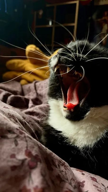 my charlie cat