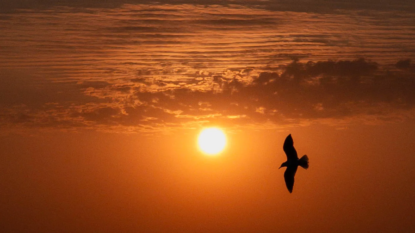 Seagull in the sunrise