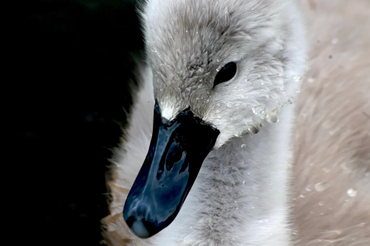 Cygnet Close-up