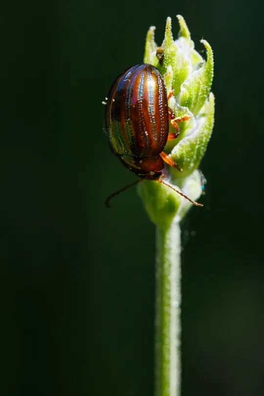Rosemary Beetle
