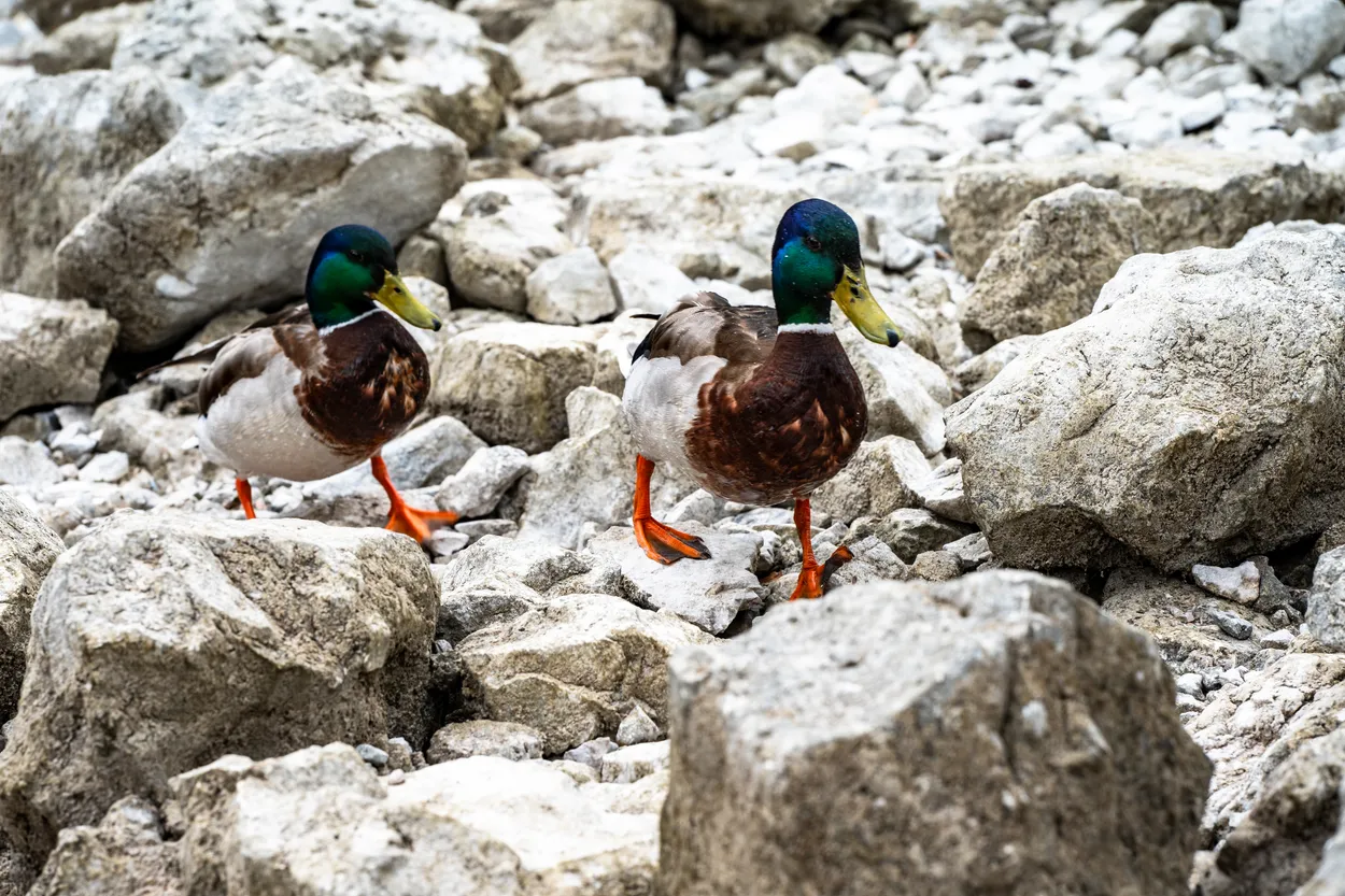 Alpine Ducks