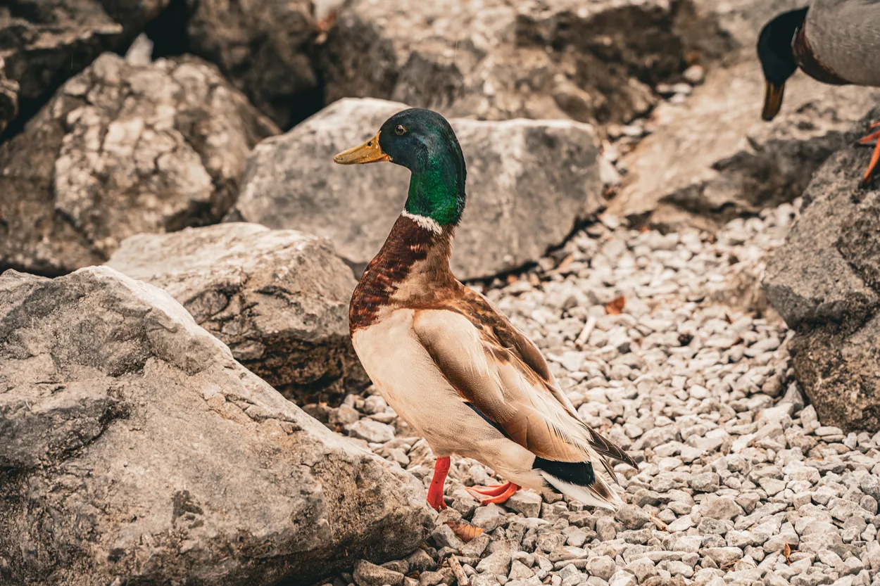 Alpine Ducks