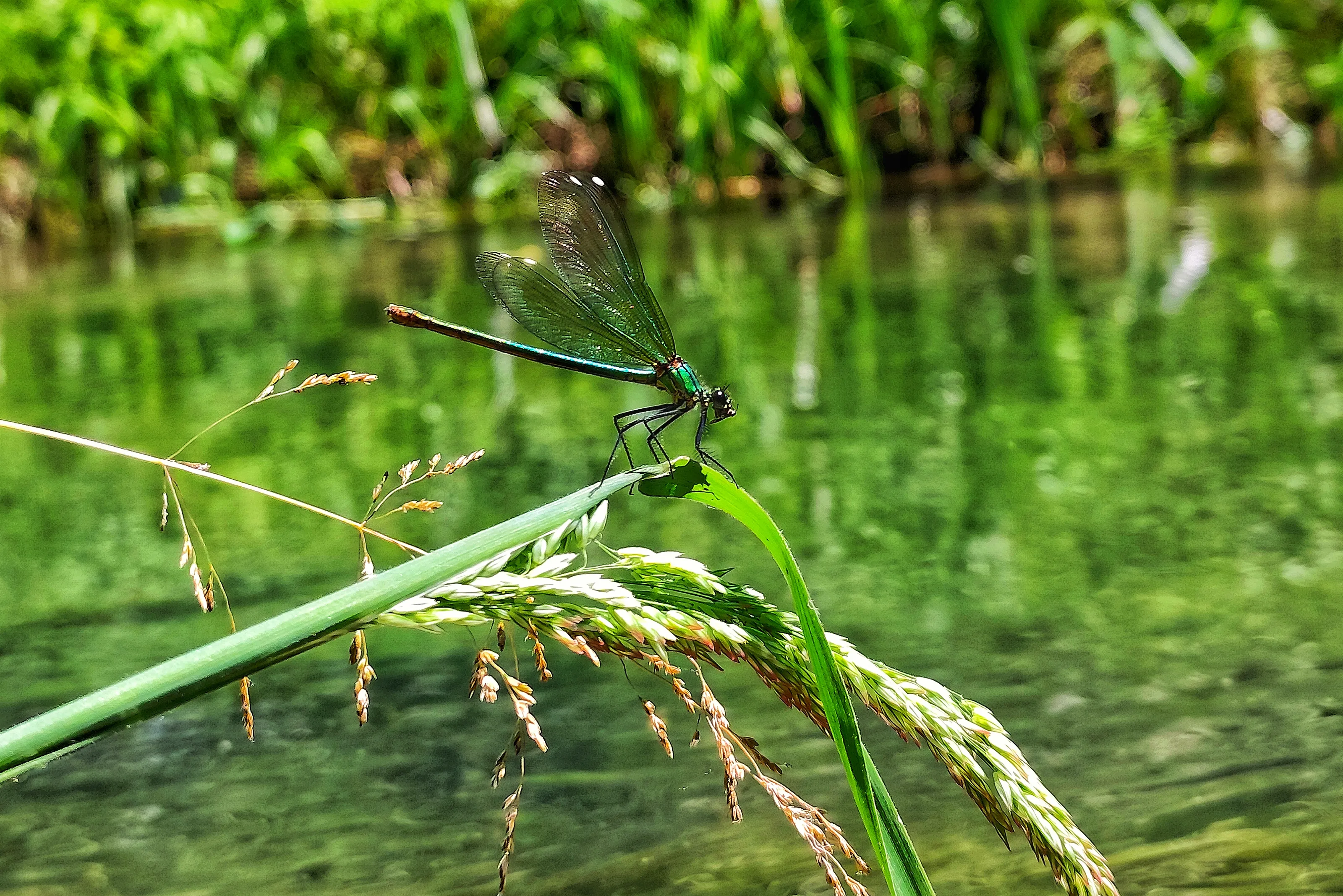 ​Emerald Whisper