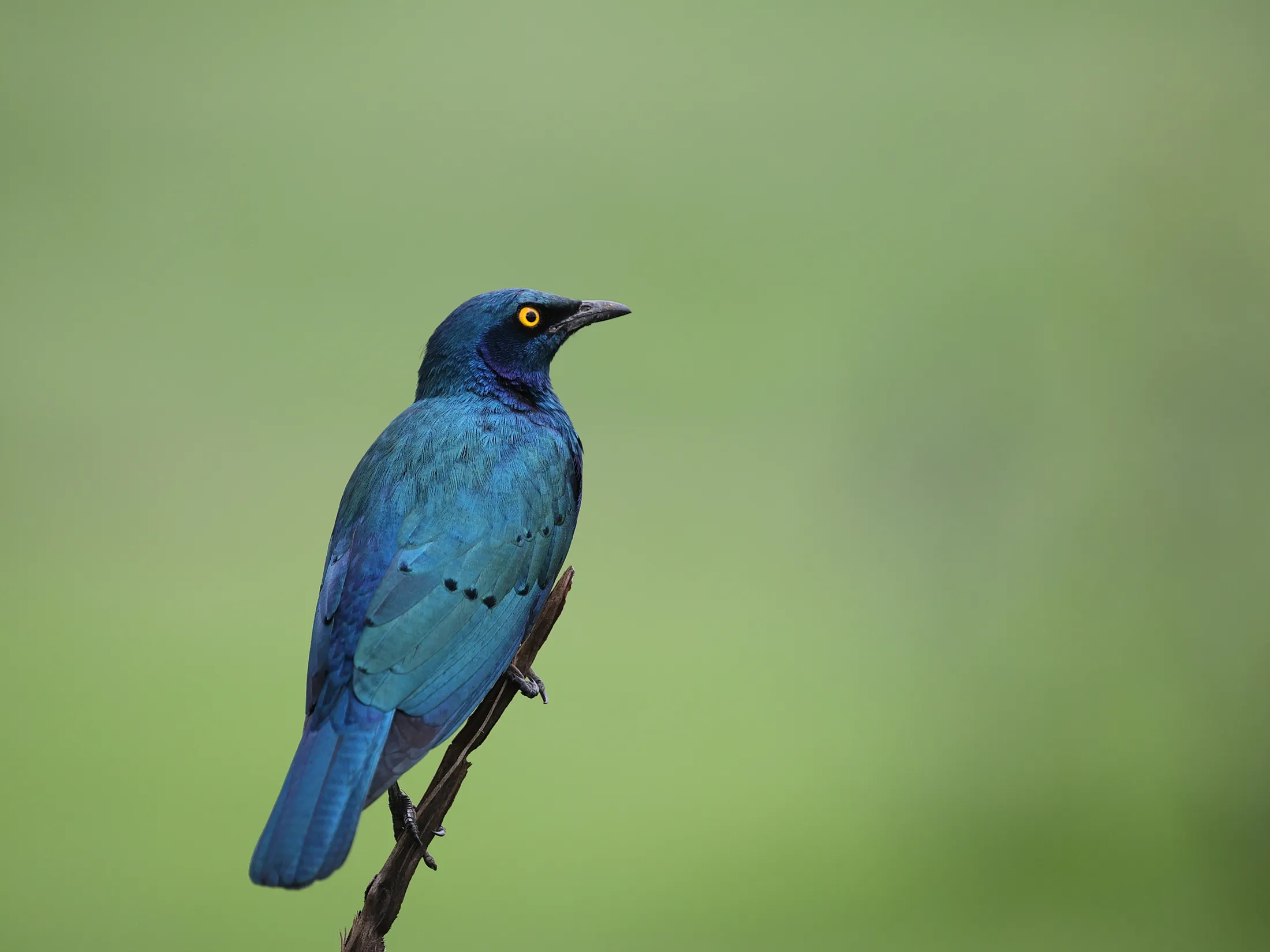 Greater blue-eared starling, Ol Pejeta