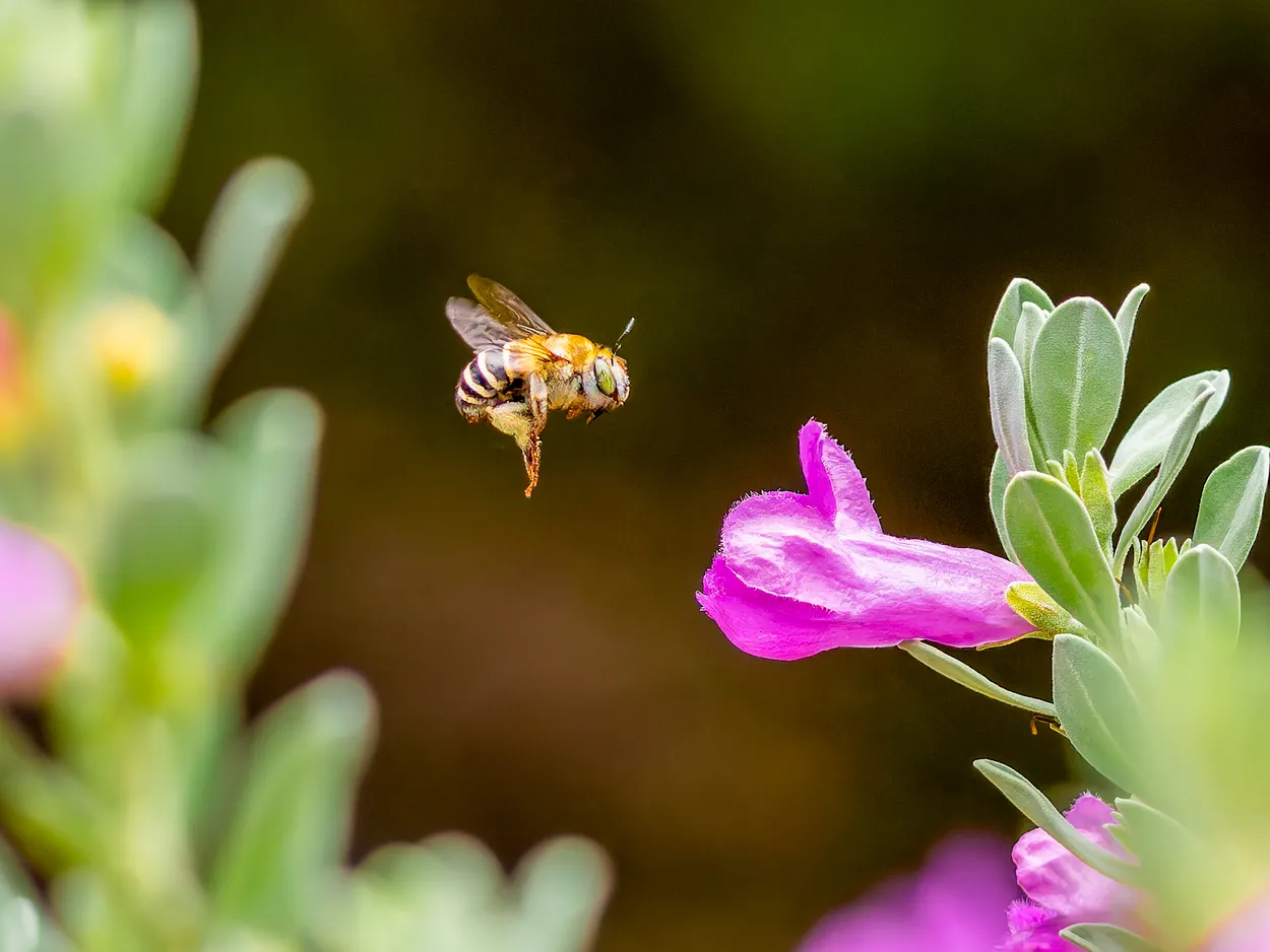 Cenizo Bee