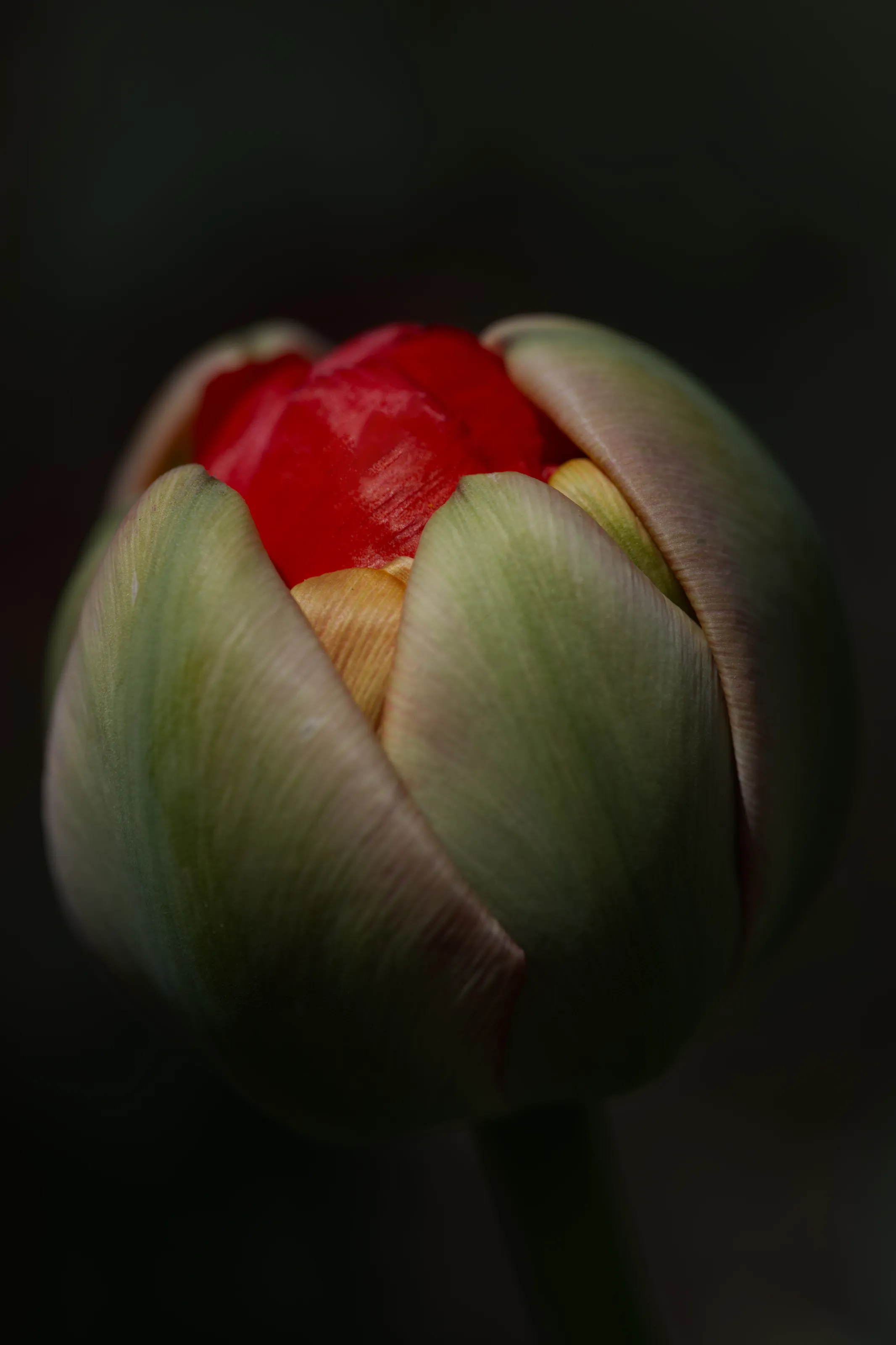 Terry tulip
