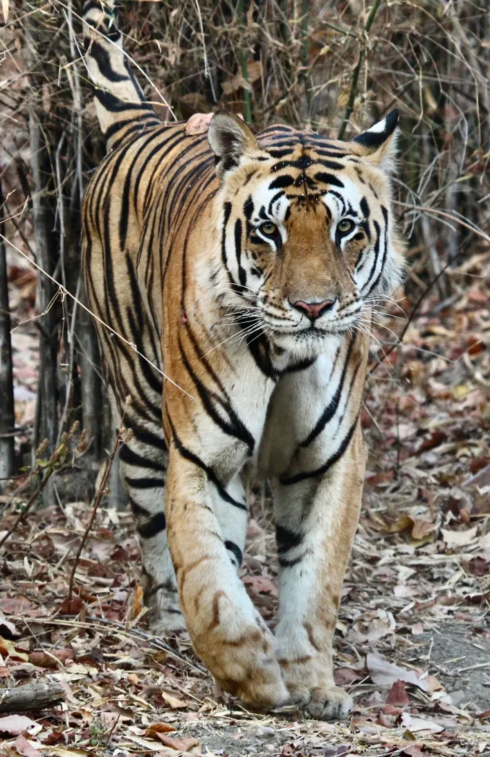 Tyger Tyger Burning Bright