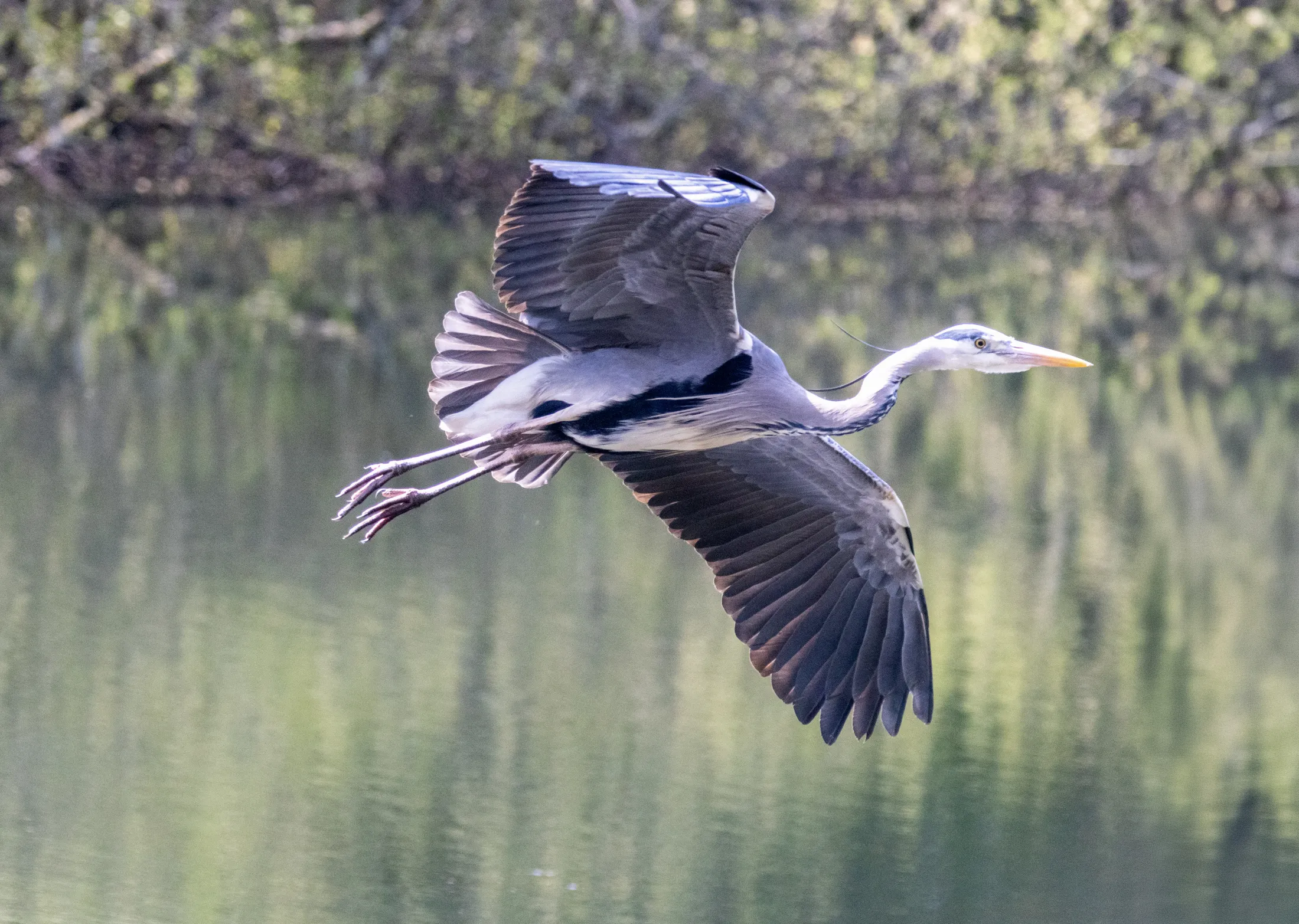 Heron