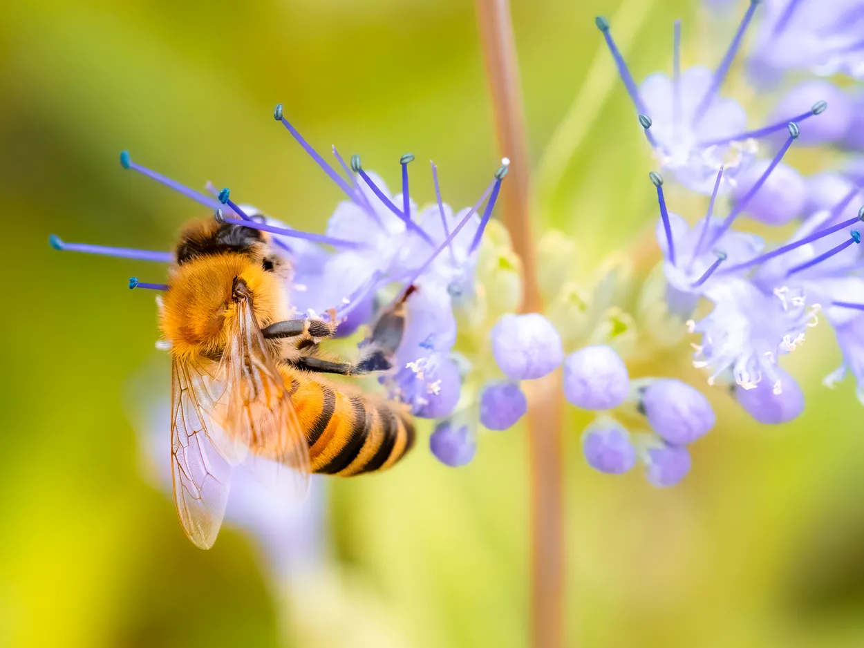 Bee and Purple Flowers