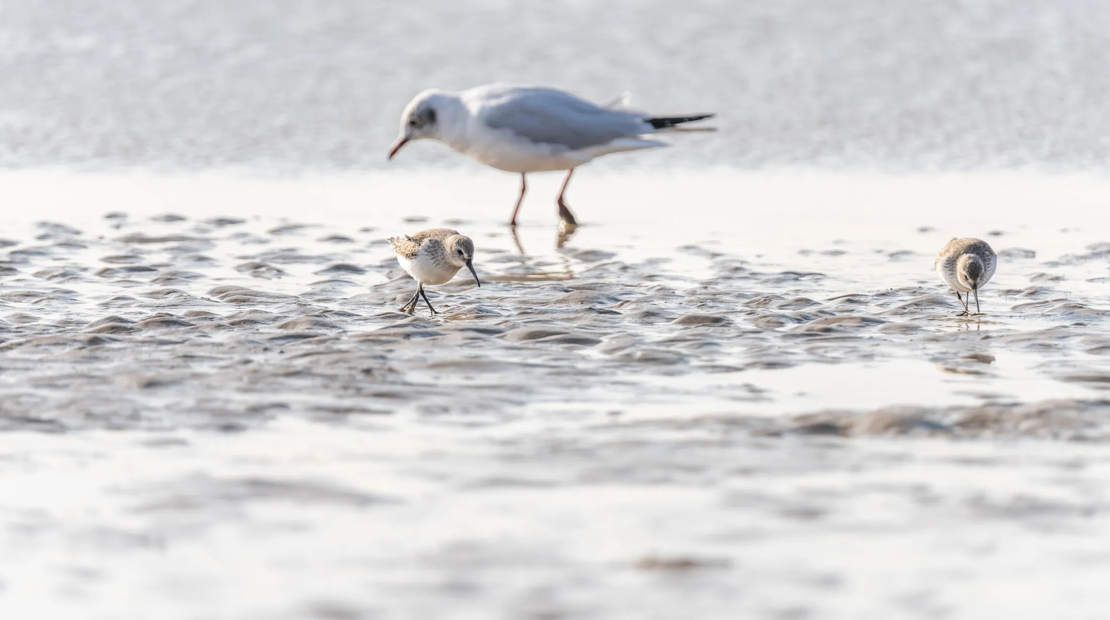 Gull and Sanderling