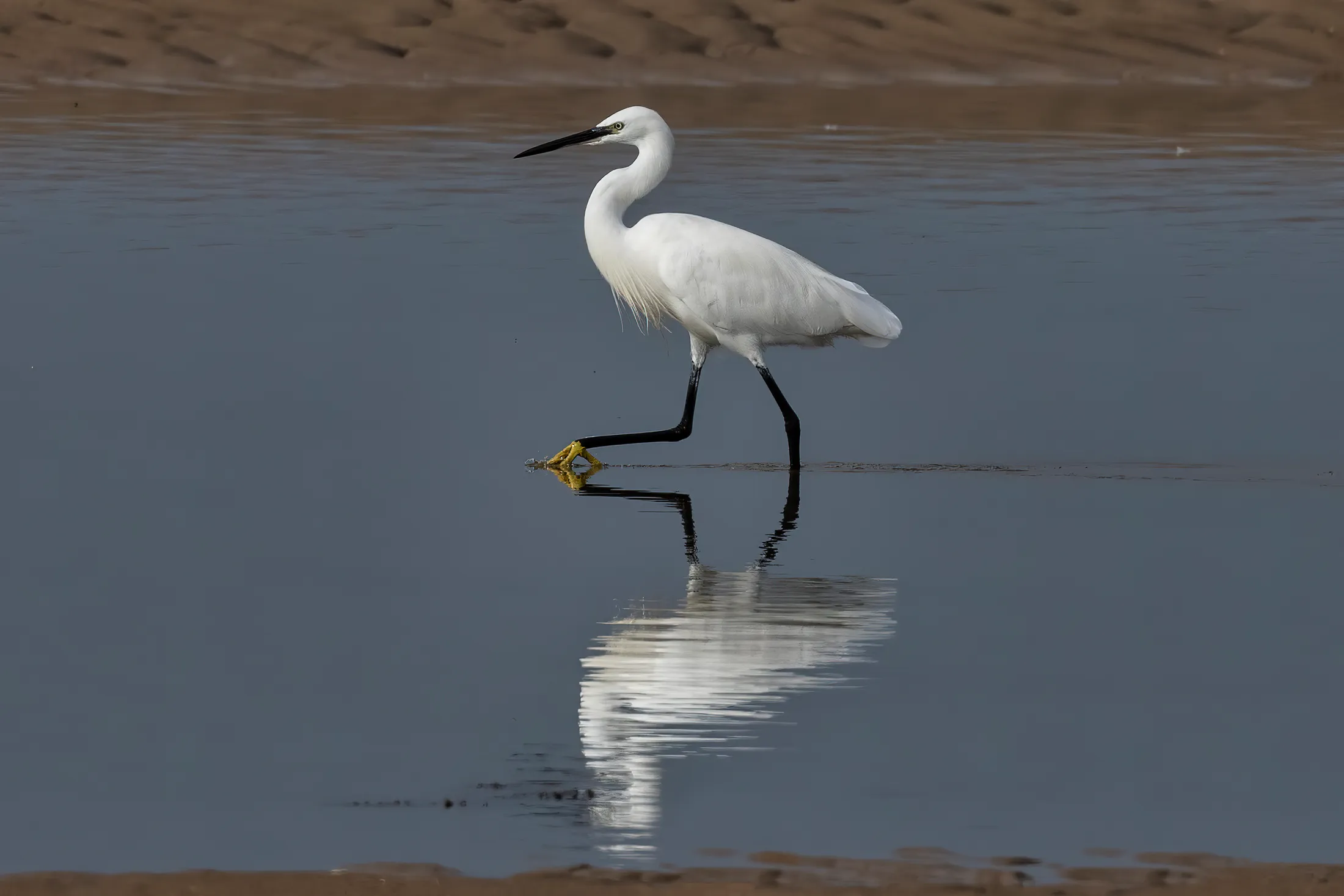 Little egret on the beach in Wenduine