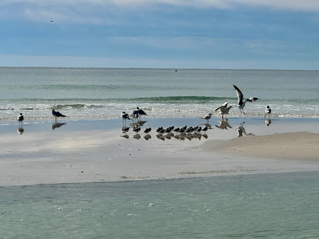 Seabirds