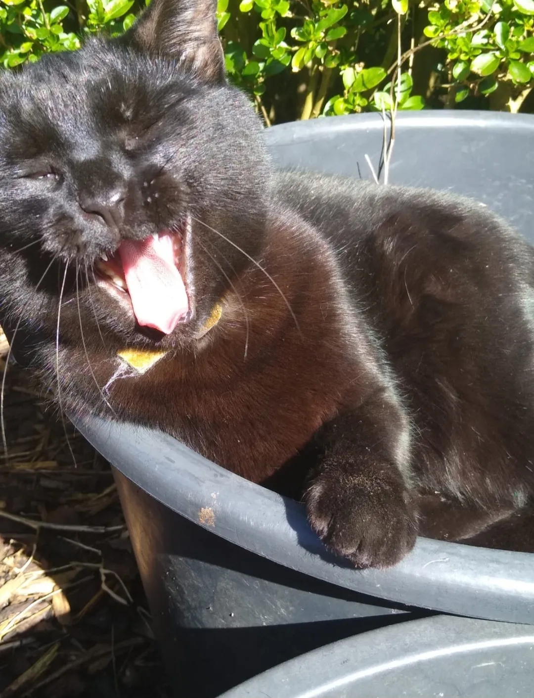 Laughing flower pot cat!