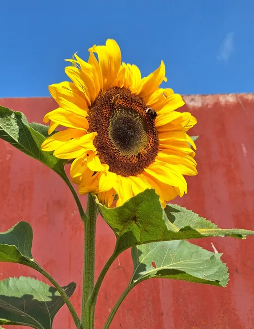 Sunflower with a bee