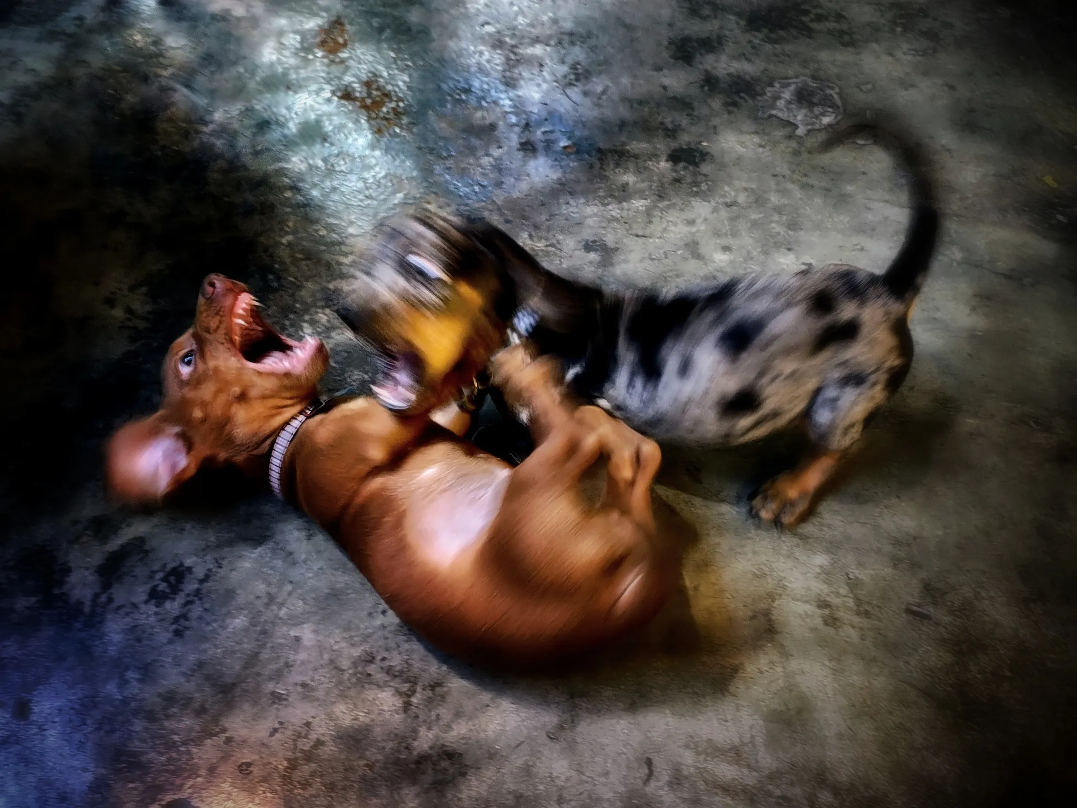 Dachshund Puppies