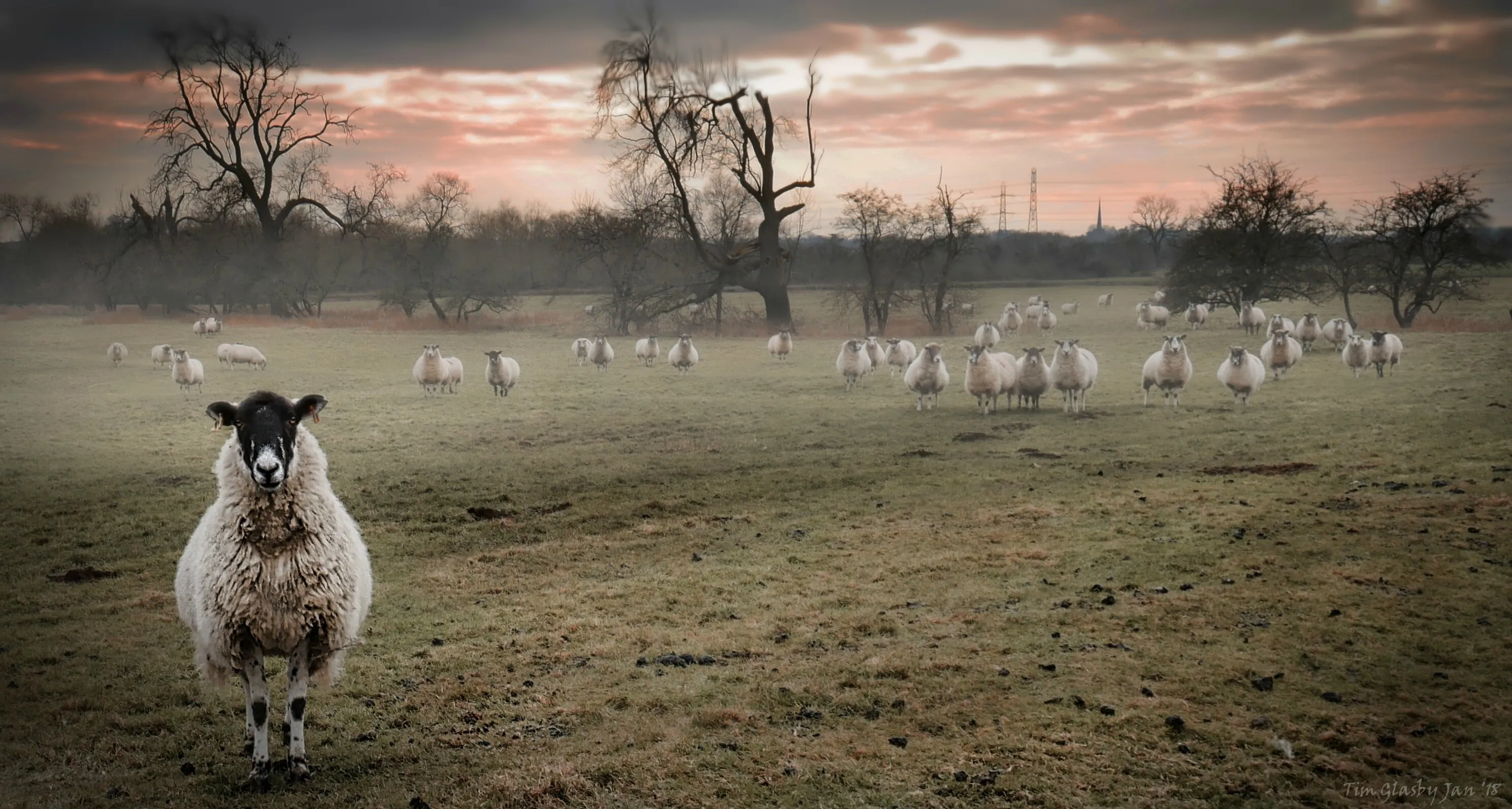 What Ewe Lookin' At?