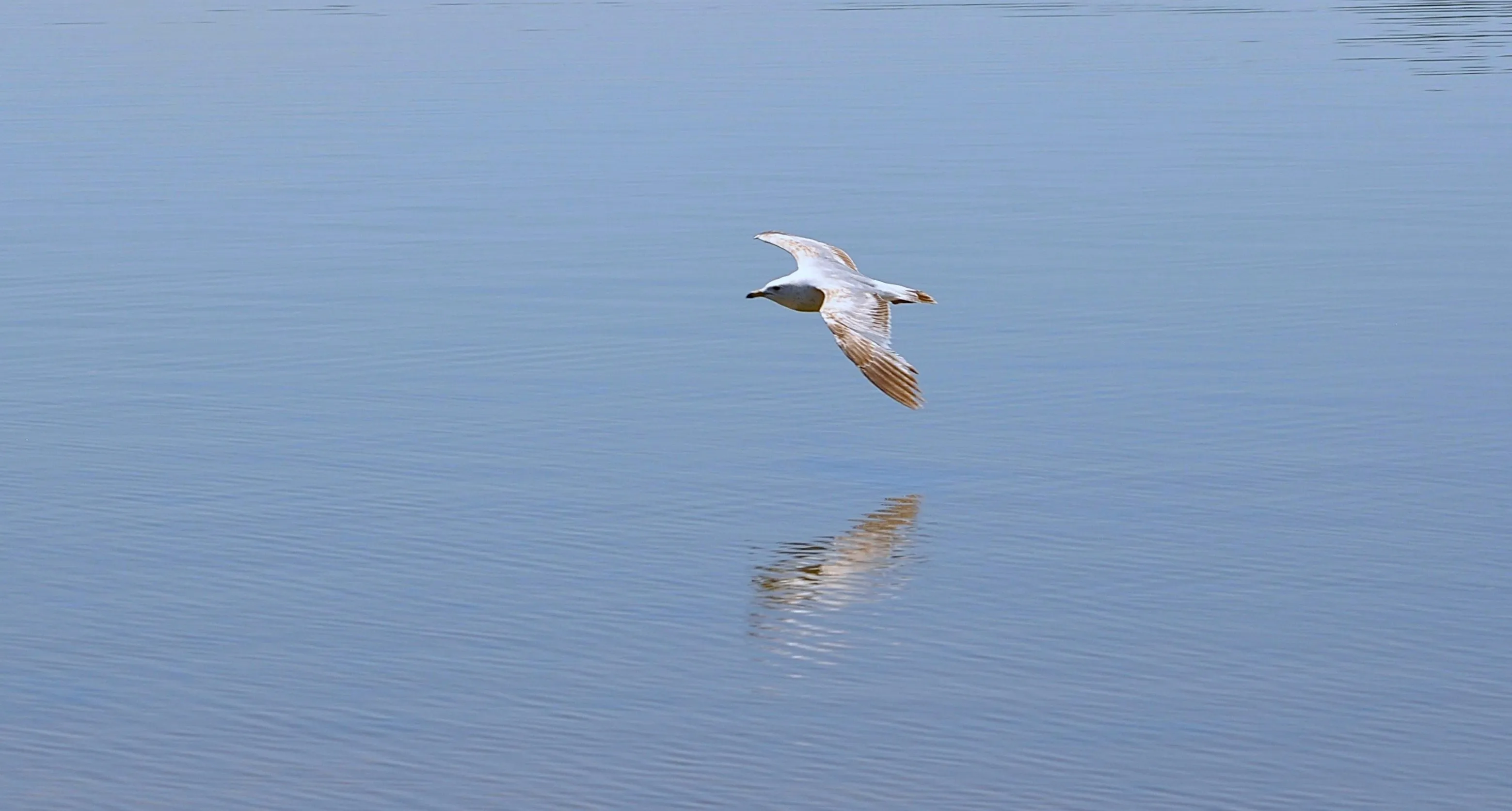 Herring Gull