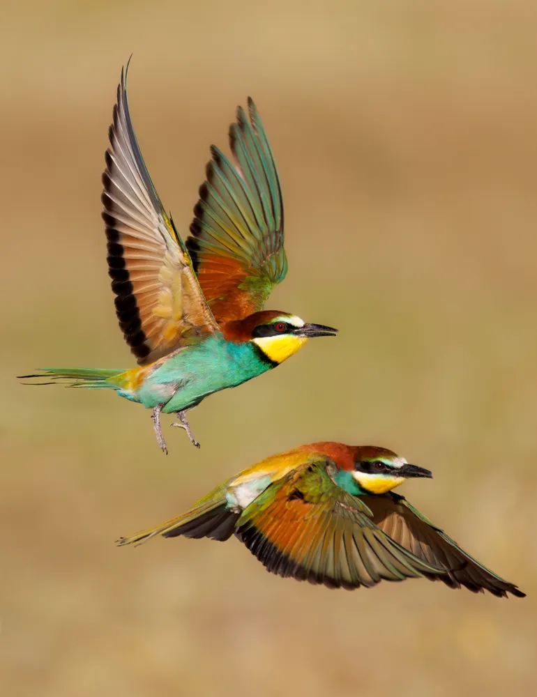 Double flight