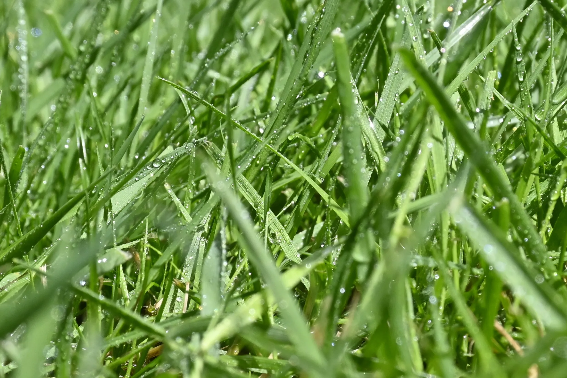 Blades Of Grass.