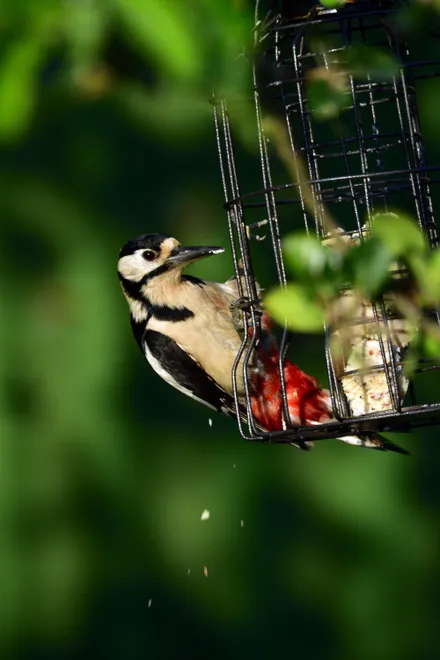 Great Spotted Woodpecker on a Feeder
