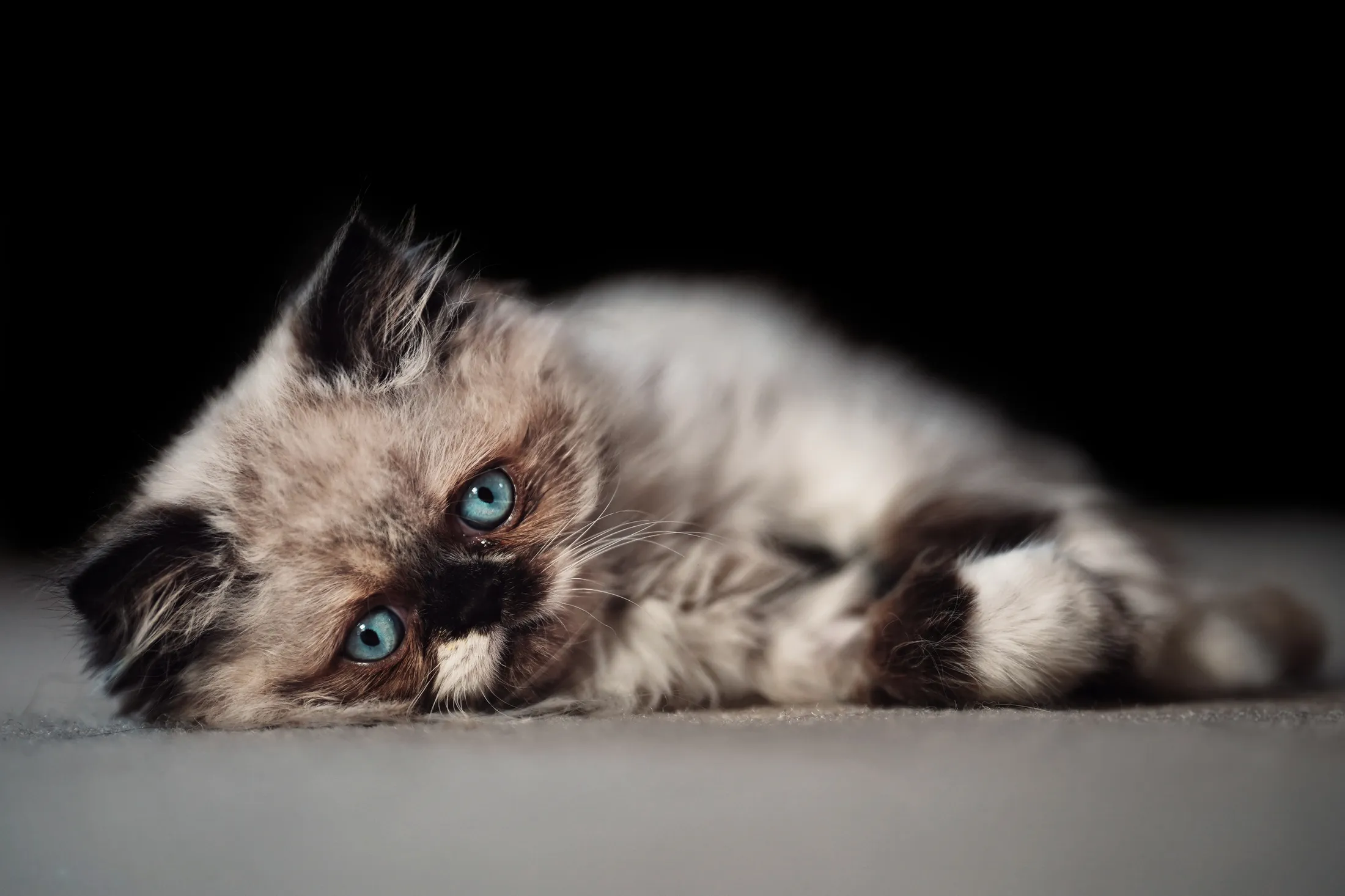 Puddle of Fluff