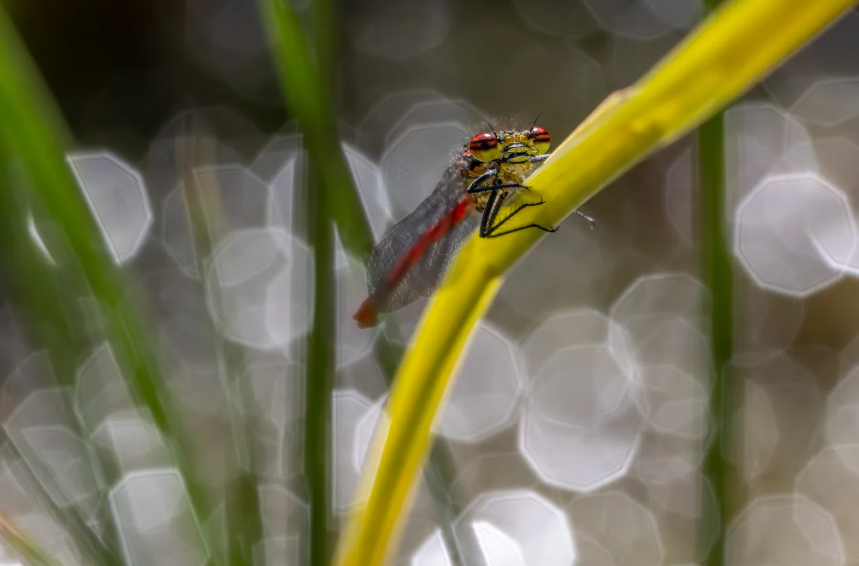 Damselfly & Bokeh