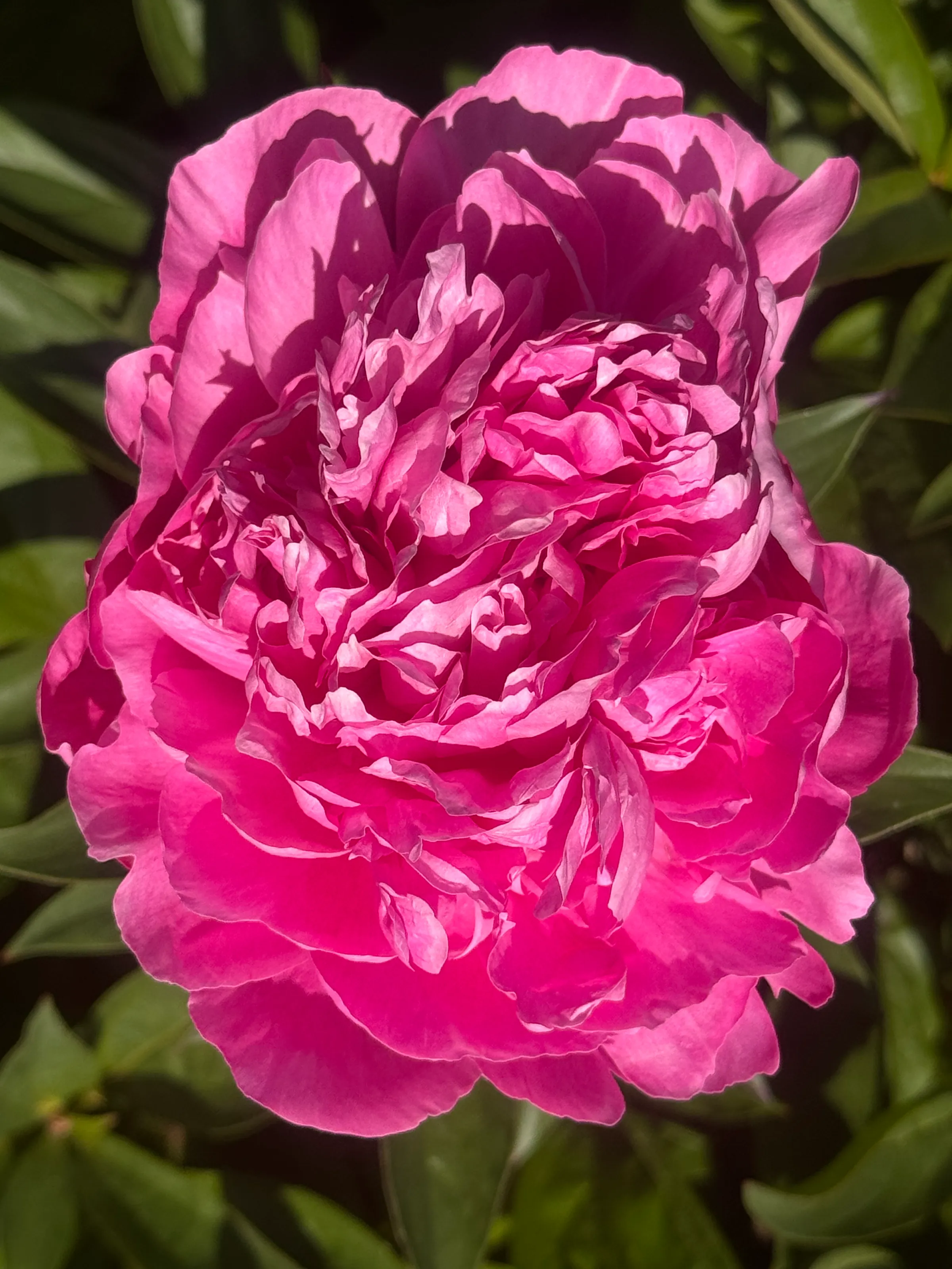 Rosy Peony Flower