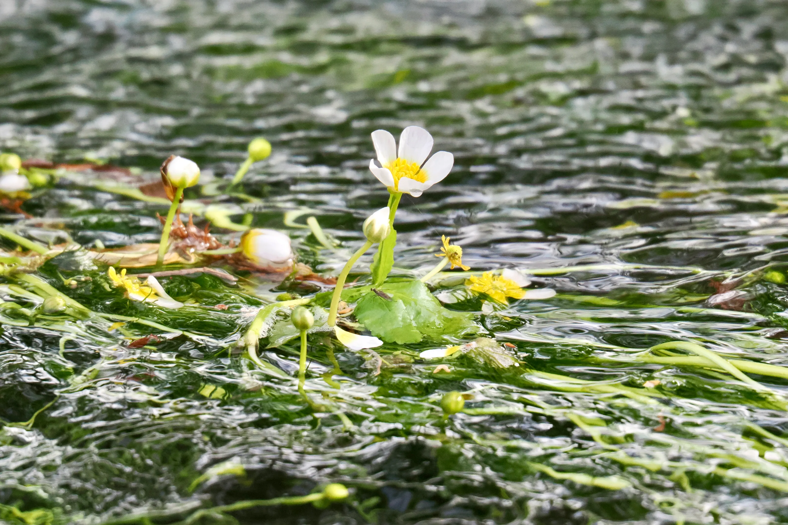 Plants Growing in Water in Bloom