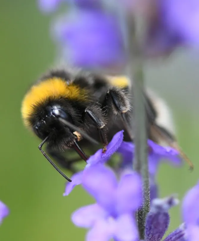 Bee