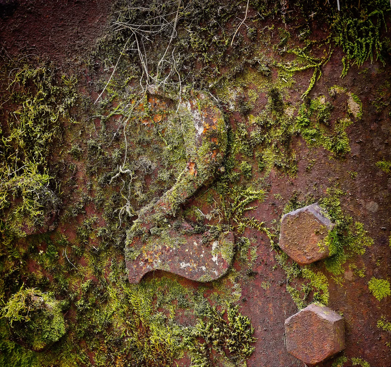 vegan rust nº2